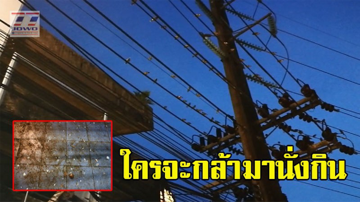 ร้านอาหารผวา ฝูงนกนับพันยึดสายไฟฟ้าอาศัยเป็นที่หลับนอน ถ่ายเรี่ยราด..หวั่นเป็นแหล่งแพร่เชื้อโรค เดือนร้อนหนัก ลูกค้าจะหนีหมด (มีคลิป)