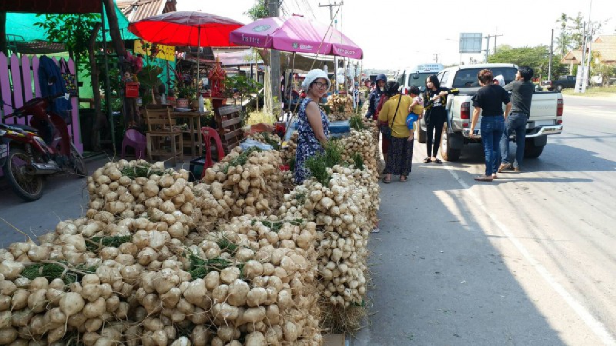 คึกคัก!! ตลาดมันแกวหวาน..ริมทางขายดี งานพระธาตุพนม โกยวันละหมื่น (มีคลิป)