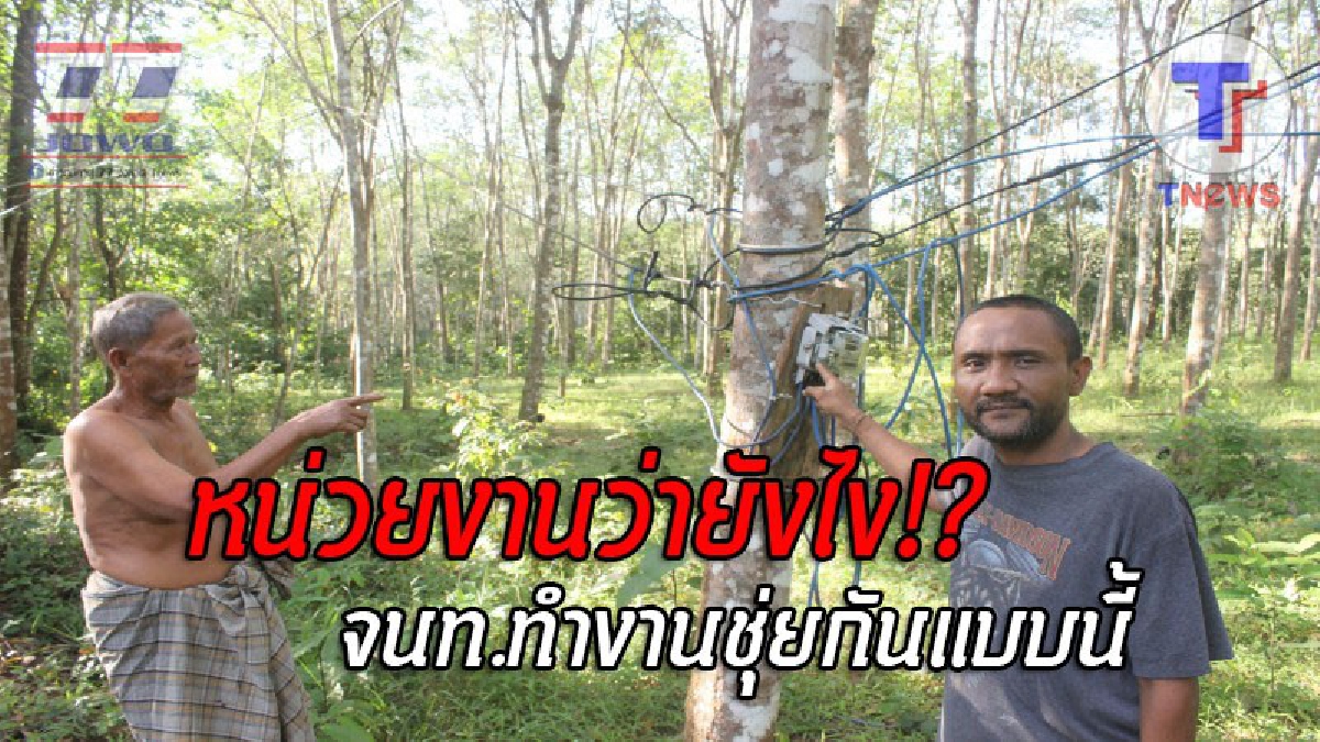 ทำแบบนี้มันโคตรชุ่ย..!! จนท.การไฟฟ้า แก้ปัญหาเสาไฟหักโค่น เอามิเตอร์มัดติดกับต้นยางพารา นานแรมเดือนไม่เข้ามาดูแล เห็นแล้วมักง่ายสุดๆ!?