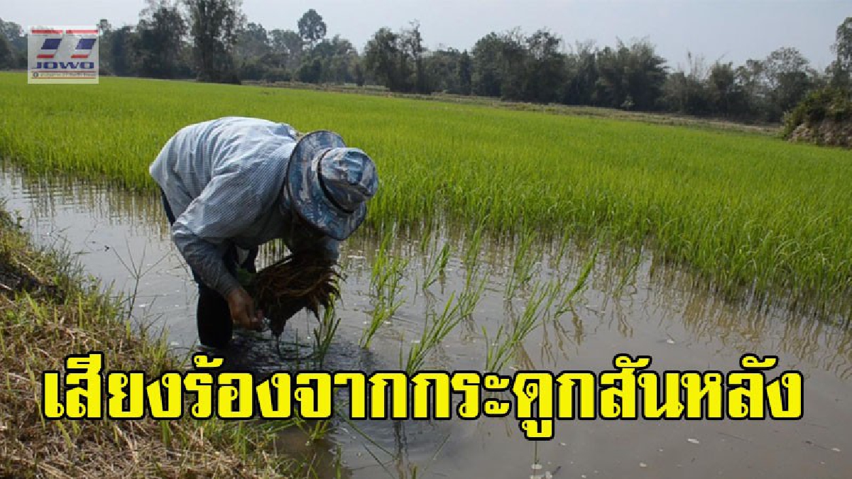 ชาวนาวอนรัฐทั้งน้ำตา "ช่วยปรับราคาข้าวเปลือกให้สูงขึ้นบ้าง" ชีวิตกระดูกสันหลังของชาติจะได้ดีขึ้น ท้อใจ..ยิ่งทำ ยิ่งจน ยิ่งเป็นหนี้ (ชมคลิป)
