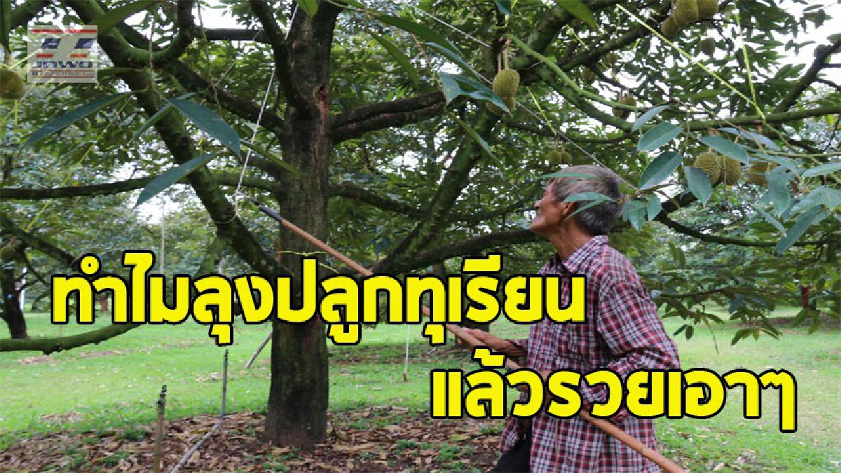 เปิดเคล็ดลับ "ครอบครัวหมอนทอง" ปลูกทุเรียนอย่างเดียวก็รวยได้ จากประสบการณ์กว่า 40 ปี ทำกำไรงาม ซื้อที่สะสมเพิ่มทุกปี (ชมคลิป)