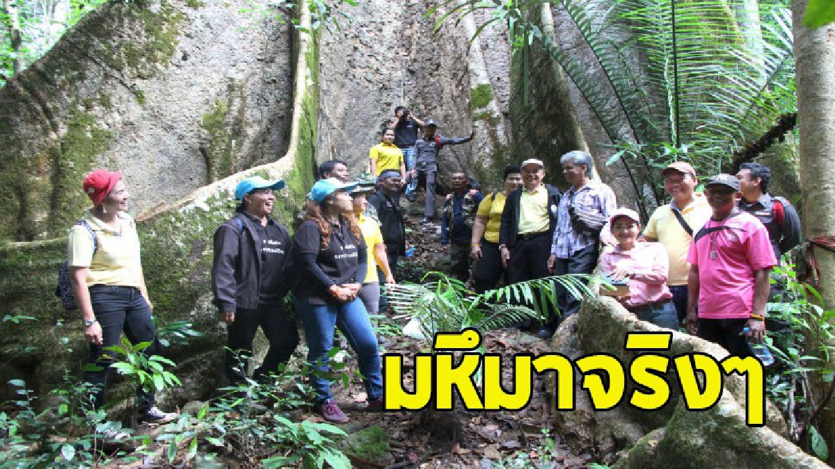 ตะลึง ! พบต้นมันช้างยักษ์กลางป่า แค่ส่วนรากใหญ่เท่า 40 คนโอบ ชาวบ้านเชื่อเป็นต้นไม้ศักดิ์สิทธิ์ เตรียมผลักดันเป็นแหล่งท่องเที่ยวเชิงอนุรักษ์