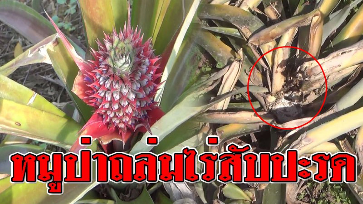 โดนถล่มยับ!? ฝูงหมูป่าบุกกินยอดสับปะรดในไร่ เสียหายย่อยยับกว่า 10 ไร่ เจ้าของไร่ช้ำหนัก ต้องอฤดูกาลปลูก 1 ปีกว่าจะออกผล..!!