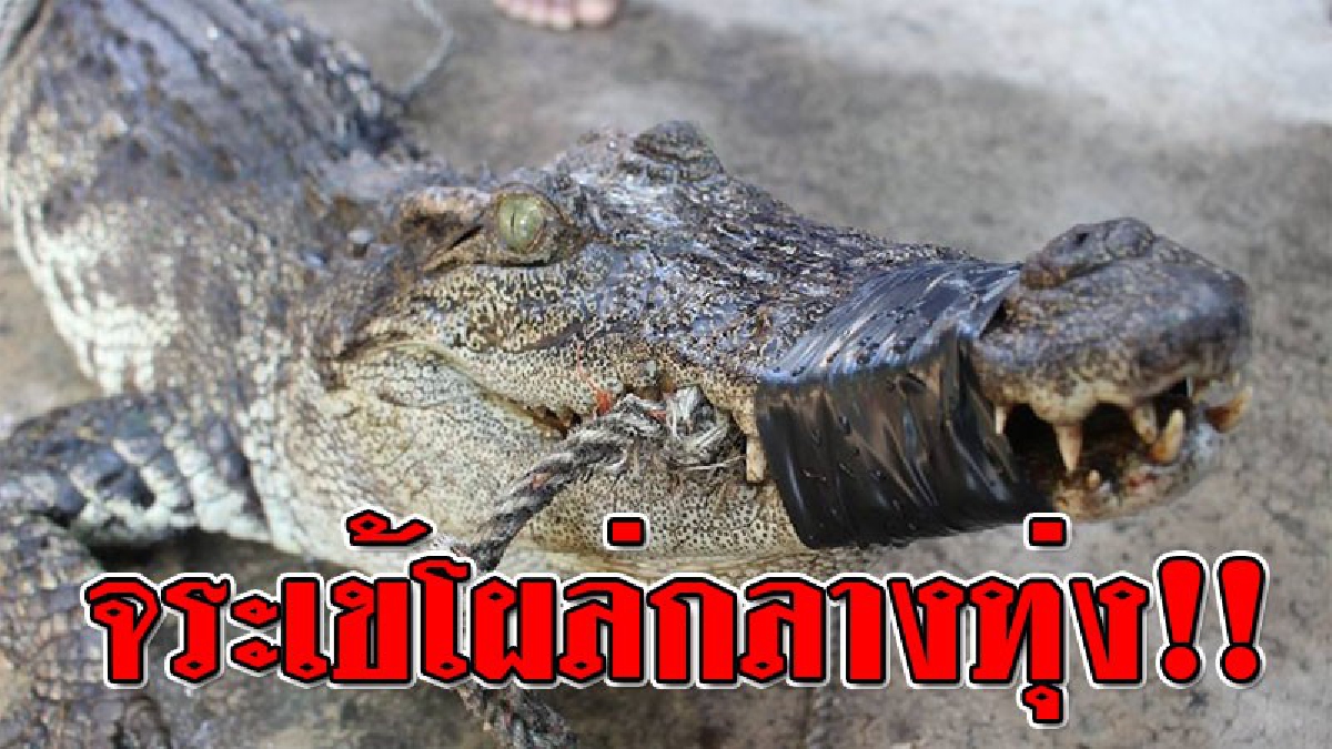 นอนผงาดกลางทุ่ง!?? แตกตื่นกันทั้งบางพบ "จระเข้" กลางทุ่งนา นอนนิ่ง ไม่ยอมไปไหน จนชาวผวารีบแจ้ง จนท.เข้าจับ..!! (ชมคลิป)