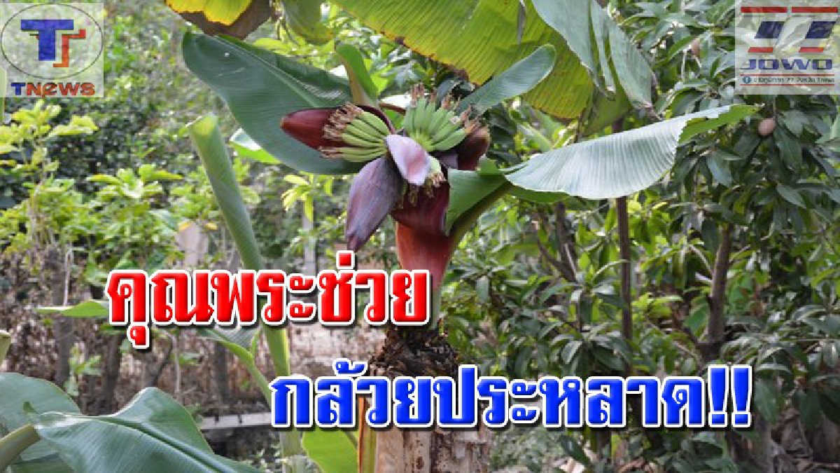 ปาฏิหาริย์อยู่รอบตัว!! ต้นกล้วยประหลาด ตัดทิ้งไปเดือนกว่า แต่โผล่มาออกปลีเฉย เจ้าของเชื่อ! อัศจรรย์ของแม่ที่ตายไป