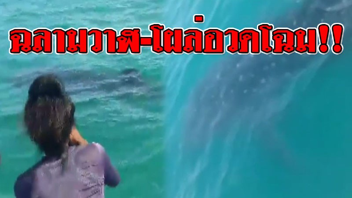 ถึงกับร้องว้าว!?? สุดฮือฮาพบ "ฉลามวาฬขนาดใหญ่" ประมาณ 6 เมตร ว่ายน้ำหาอาหาร แสดงถึงความอุดมสมบูรณ์..!!