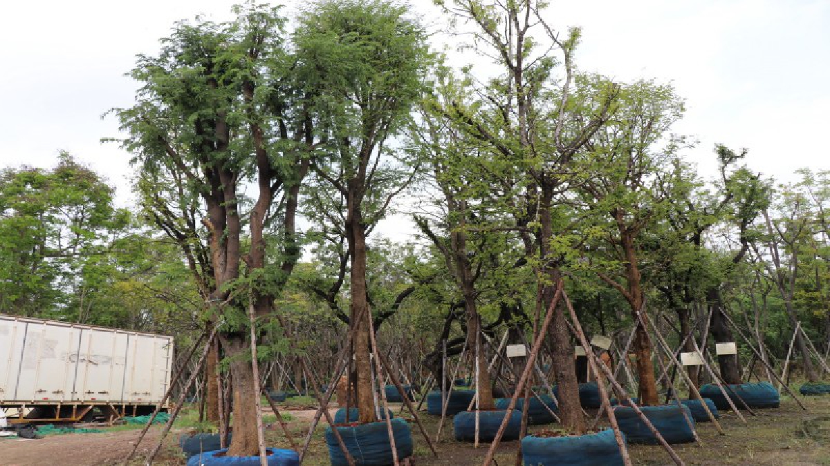 สวนนงนุชพัทยา เตรียมนำต้นมะขามท้องสนามหลวง 46 ต้นกลับท้องสนามหลวง