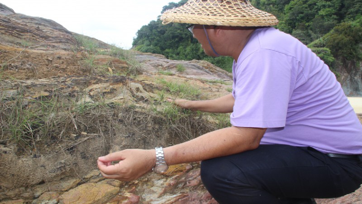 ตะลึง...ต้นไม้กลายเป็นหินโผล่เกลื่อนชายหาดเขาหน้ายักษ์จังหวัดพังงา