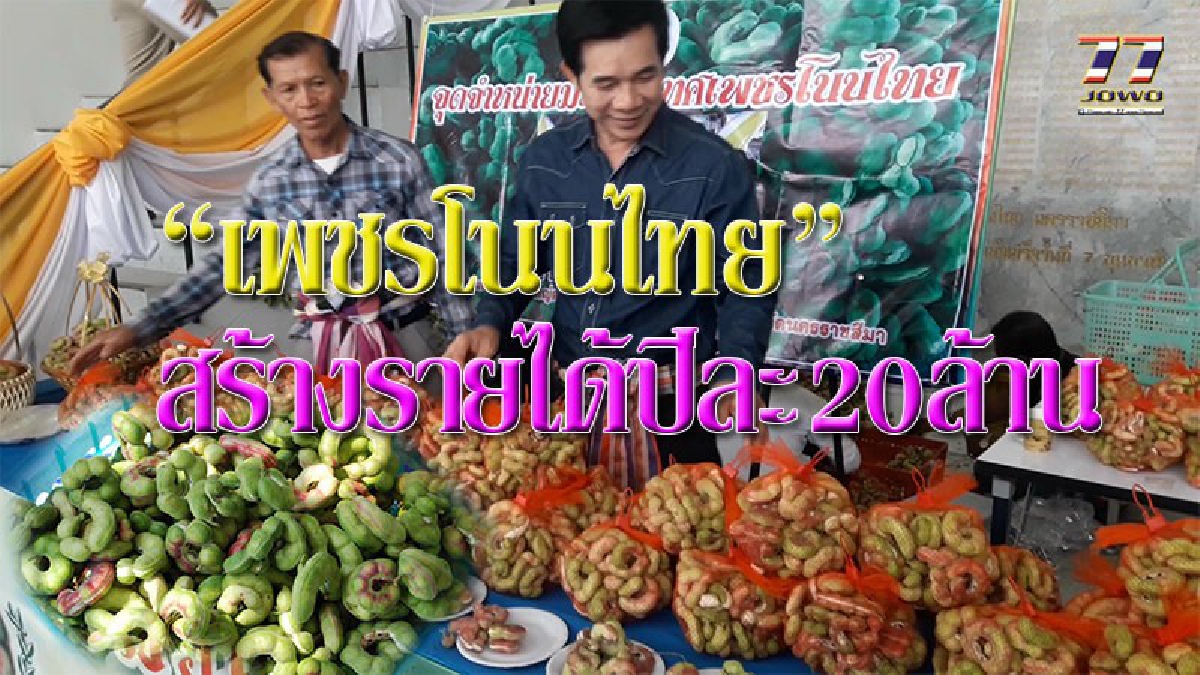 พรึ๊บเดียวหมด 200 กิโล!! เกษตรกรชาวนาโคราช แก้ปัญหาดินเค็มปลูกมะขามเทศ “เพชรโนนไทย”สร้างร้ายได้สู่ชุมชนกว่าปีละ 20 ล้านบาท (คลิป)