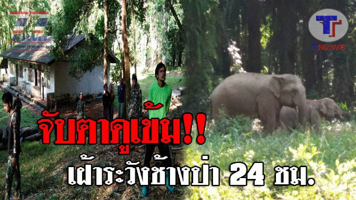 เฝ้าระวังทุกย่างก้าว..!! ช้างป่าออกมาหากินใกล้ชุมชน ในเขตอุทยานแห่งชาติศรีพังงา ต้องระดมจนท.เฝ้าระวังตลอด 24 ชม. หวั่นเกิดอันตราย