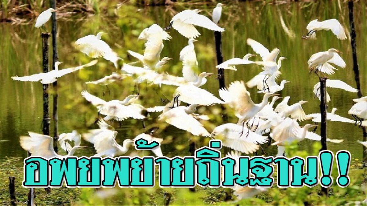 นับเป็นภาพที่สวยงาม!?? ฝูงนกกระยางกว่า 100 ตัว กำลังอพยพ บินย้ายถิ่นฐาน..!!