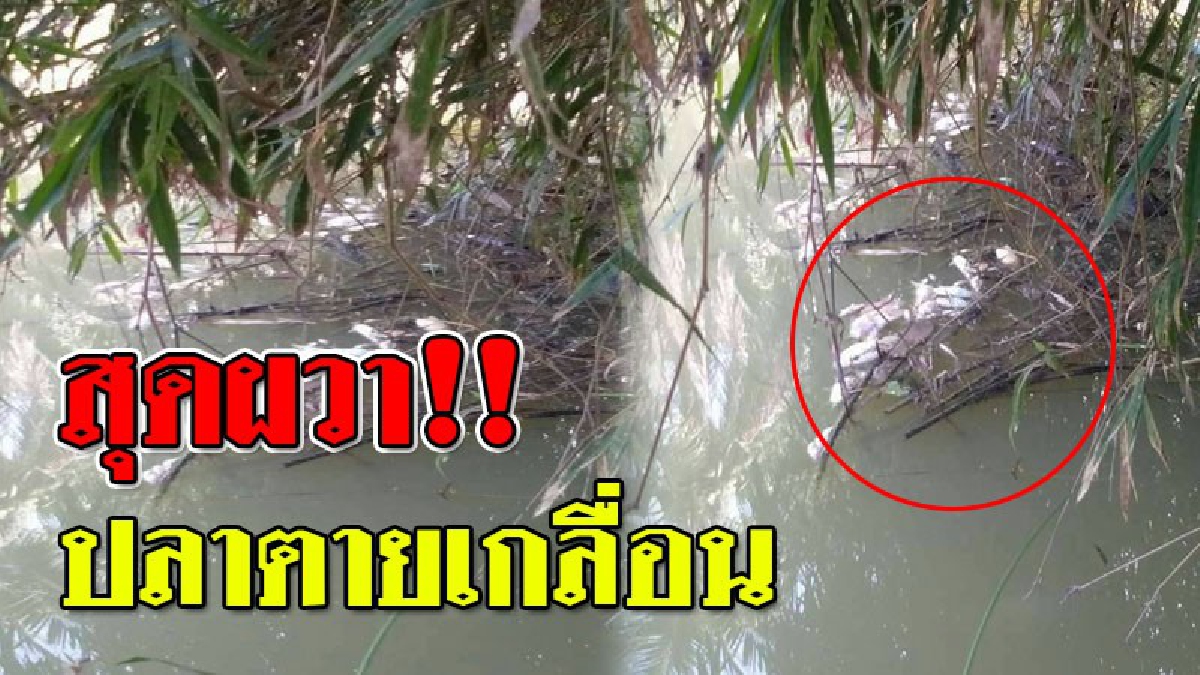 ปลาตายเกลื่อน!? คลองน้ำหลังนิคมดังเมืองระยองชาวบ้านวิตกหนัก เกรงสารพิษรั่วไหล วอนหน่วยงานเร่งตรวจสอบด่วน!! (ชมคลิป)