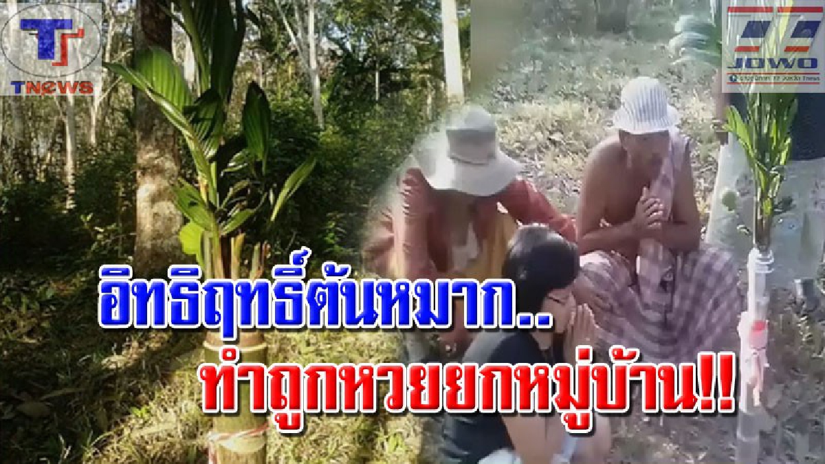 เฮลั่นหมู่บ้าน!!! ต้นหมากประหลาดออกยอด 8 ยอด ให้โชคถูกหวยยกหมู่บ้าน! ชาวบ้านเตรียมตั้งศาลเจ้าที่ กราบไหว้บูชา (คลิป)