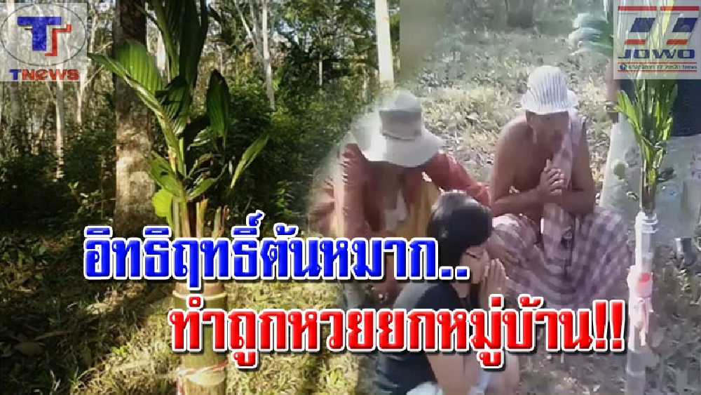 เฮลั่นหมู่บ้าน!!! ต้นหมากประหลาดออกยอด 8 ยอด ให้โชคถูกหวยยกหมู่บ้าน! ชาวบ้านเตรียมตั้งศาลเจ้าที่ กราบไหว้บูชา (คลิป)