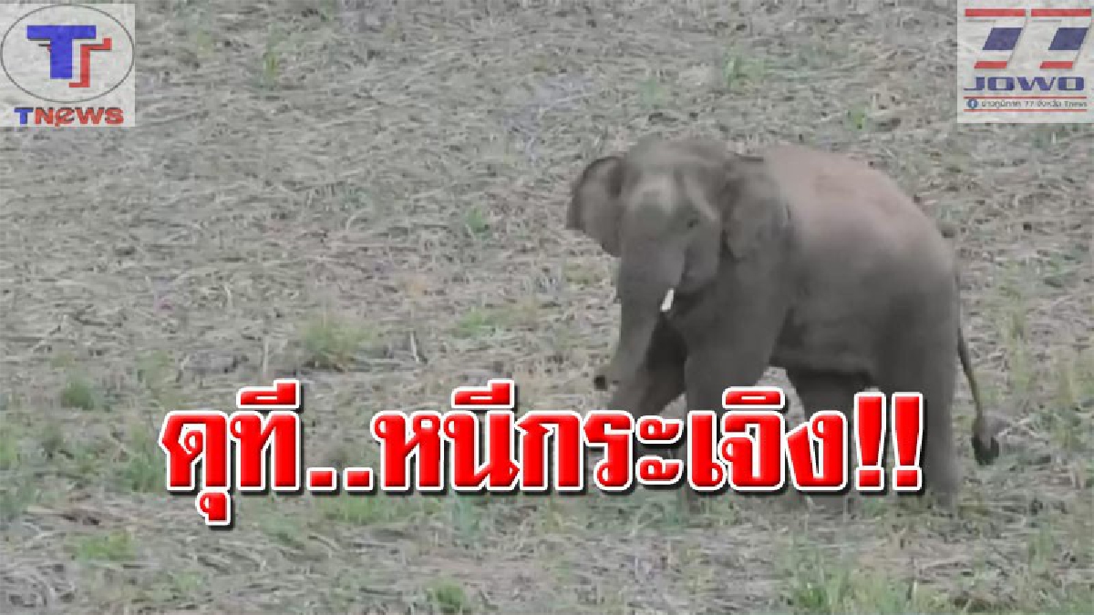เปิดคลิปสุดน่ารัก..!! "เจ้าอ้อน" ช้างป่าวัยกำลังซน..ลุยเดี่ยวออกมาหากินนอกป่า เจอชาวบ้านดุเข้า! วิ่งหนีกลับเข้าป่าแทบไม่ทัน (คลิป)