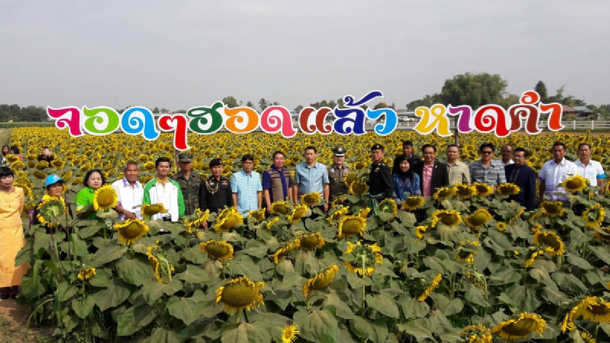 เทศบาลตำบลหาดคำ เมืองหนองคายทำเก๋...ผุดไอเดีย  &ldquo;ทุ่งทานตะวัน&rdquo;  ต่อยอดความสำเร็จจาก &ldquo;โครงการตำบลหาดคำ  ไร้ถังขยะ&rdquo; ปี 2 (ชมคลิป)