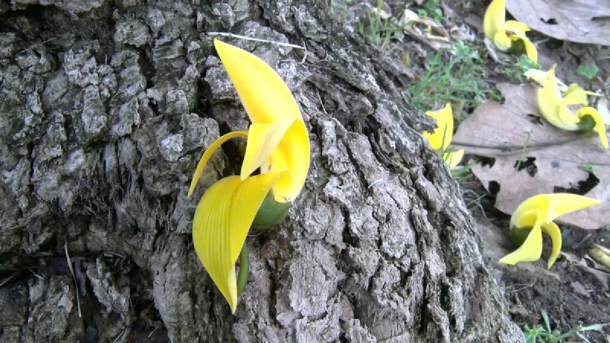 "ทองกวาวเหลือง" ความงดงามแปลกตาที่หาชมได้ยาก..!??   (ชมคลิป)