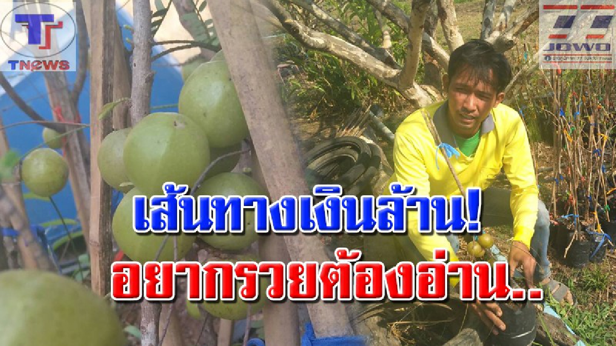วิธีรวยทางใหม่ !! หนุ่มโคราชหัวใส ทดลองปลูกมะขามป้อมยักษ์ ลงทุนเพียงแค่ 2 แสน แต่ผลกำไรเป็นล้าน..(คลิป)