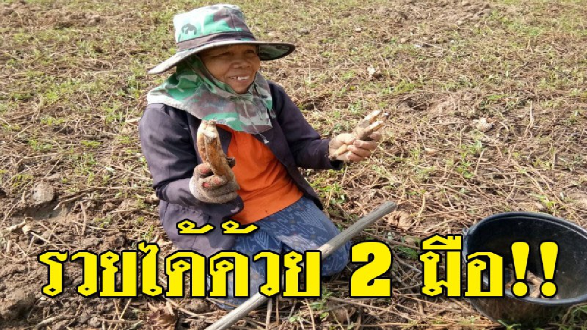 วิธีรวยทางลัดแบบไม่ต้องรอโชค!! ชาวบ้านในอำเภอโนนสูง แห่ขุด "ไหลบัวนา" ใต้ดินขายรายได้งาม (มีคลิป)