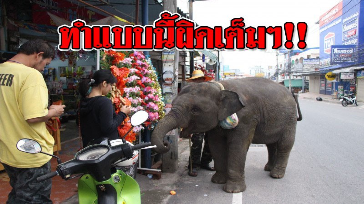 ยังไงก็หนีความผิดไม่พ้น!?? 4 ควาญจูงช้างเร่ร่อน เรียกความสงสารเพื่อขายอ้อยริมถนน..!! (ชมคลิป)