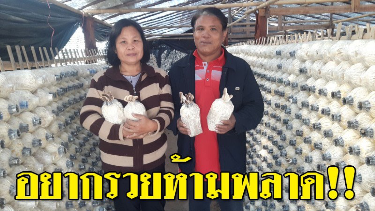 ใครอยากรวยฟังทางนี้!! ข้าราชการครูหัวใจเกษตร เพาะเห็ดนางฟ้าภูฐานและเห็ดขอนขาวขายทั้งดอกและก้อนเชื้อ สร้างรายได้งดงาม