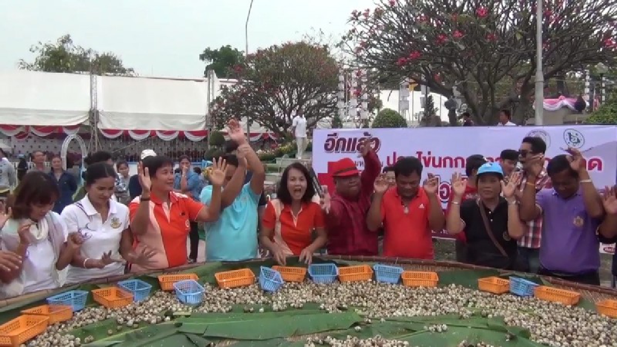 อ่างทอง ! ลีลาการปอกไข่นกกระทาของพ่อเมืองและกำนันดังสร้างความสนุกสนานเฮฮามหกรรมปอกไข่นกกระทาช่วยกาชาด งานกาชาดจ.อ่างทองประจำปี 2561