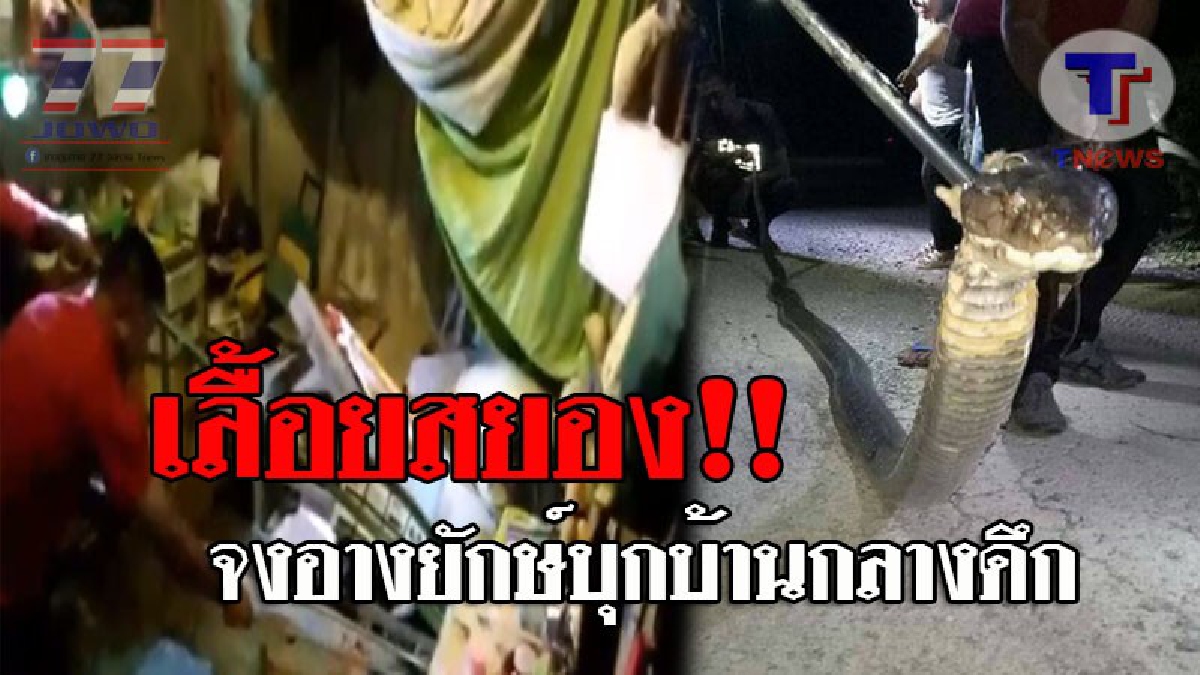 พระเจ้าช่วย..โคตรงู ! เจ้าของบ้านผวา จงอางยักษ์ยาว 5 เมตร เลื้อยบุกบ้านกลางดึก โร่แจ้งกู้ภัยช่วย เผยต้องจุดธูปไหว้ขอขมา เชื่อเป็นงูเจ้าที่!?