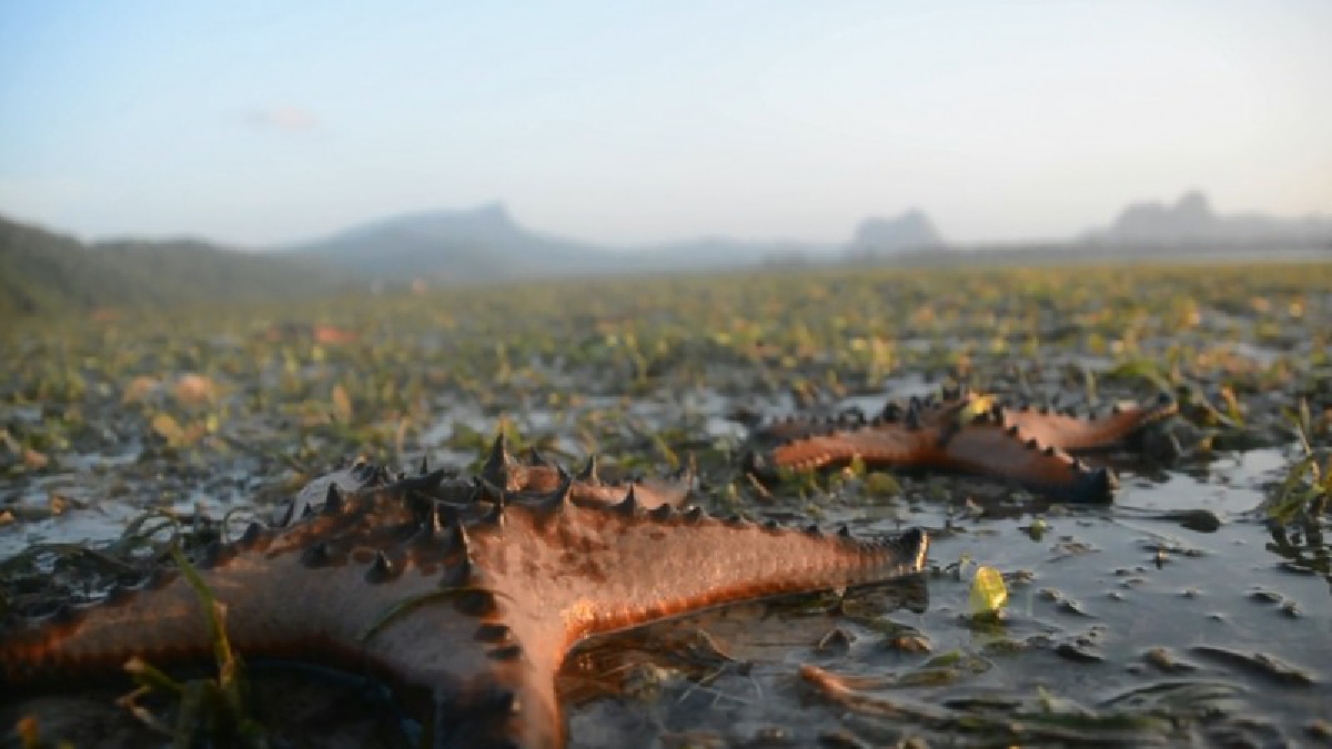 ตื่นตา!! พบปลาดาวทะเลนานาพันธุ์สวยงาม ยั่วยวนใจช่างภาพเข้าชม(ชมคลิป)