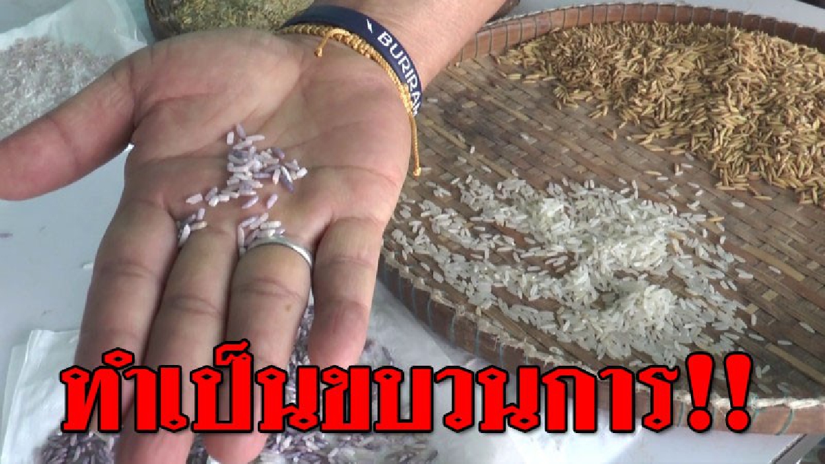วิชามาร นายทุนใหญ่โคราช จ้างชาวนาข้าวหอมมะลิสอดไส้ข้าวนาปรัง กินเงินส่วนต่าง ทำลายระบบการค้าข้าว สูญนับล้านบาท