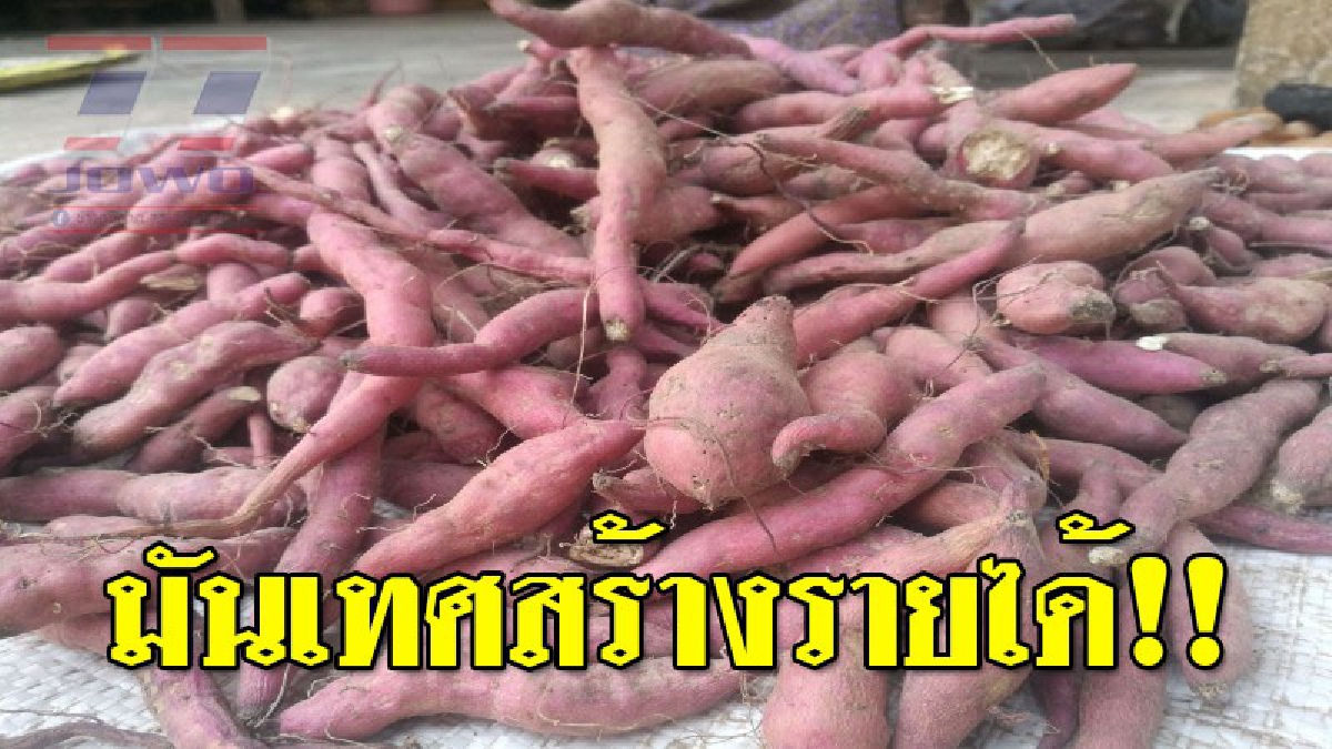 สร้างเงินด้วย 2 มือ!! ยายเมืองช้างสุดเจ๋ง พลิกพื้นดินสู้ภัยแล้ง ใช้พื้นที่ทำนาสร้างรายได้ ปลูกมันเทศขายในชุมชนรายได้กว่าวันละ 600 บาท