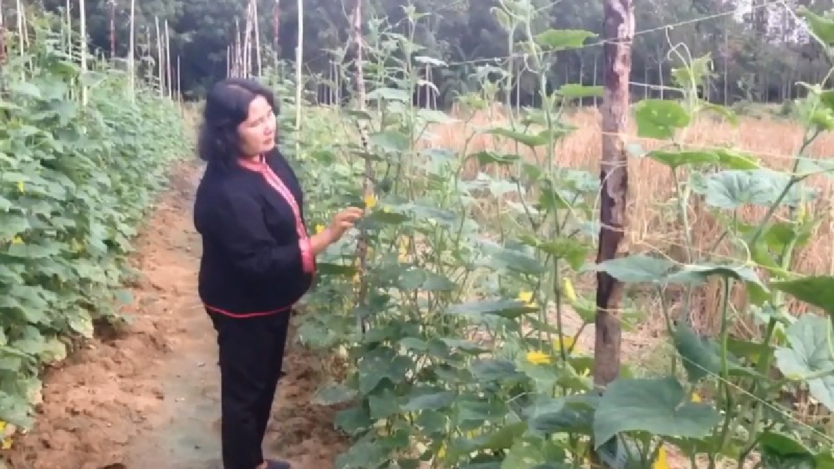 เกษตรกระบี่เฝ้าระวังโรคราน้ำค้างในพืชตระกูลแตง