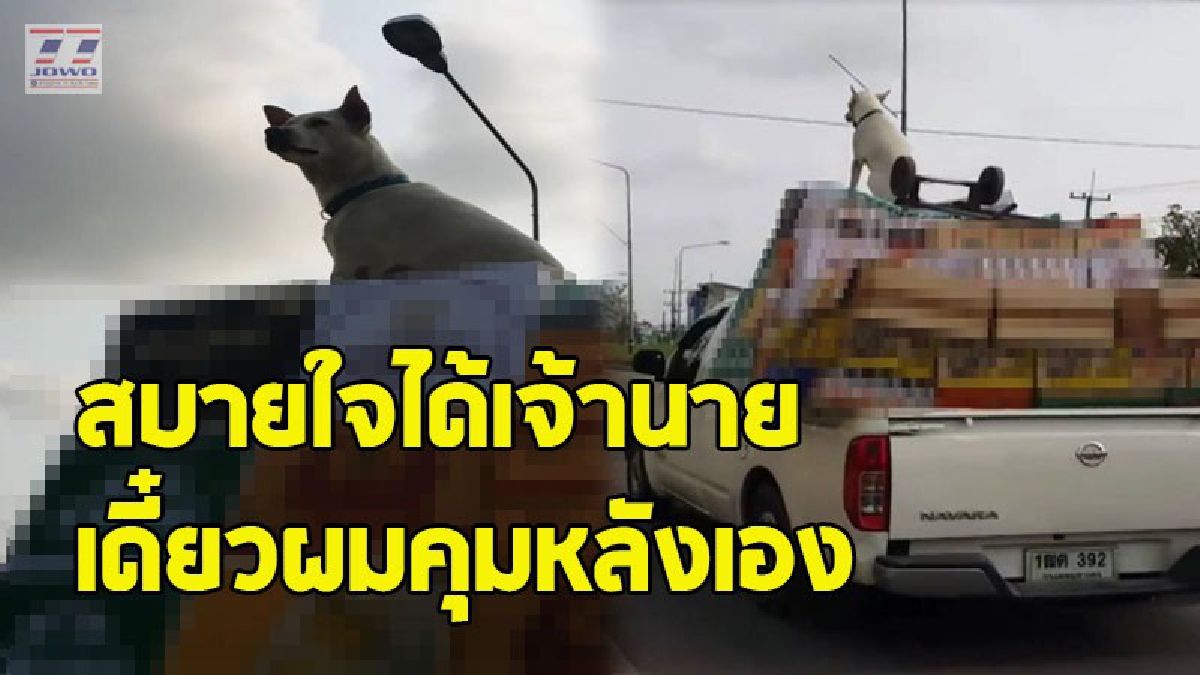 เปิดตัวบอดี้การ์ดคนใหม่ มาดเข้มขรึม นั่งคุมของไม่มีวอกแวก เบี้ยเลี้ยงงานนี้ท่าจะเป็นน่องไก่ชิ้นโต (ชมคลิป)
