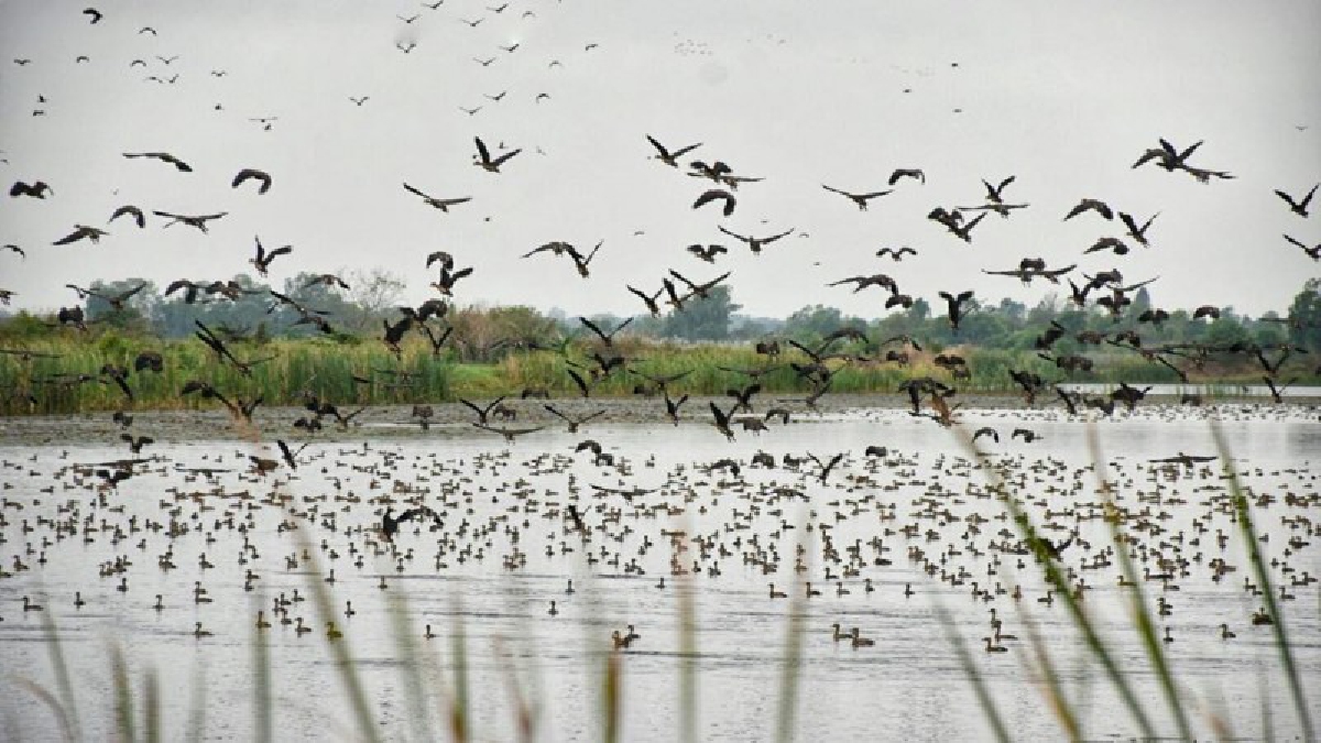 ฝูงนกเป็ดน้ำจากไซบีเรียนับแสนตัว บินหนีหนาวอพยพมายังอ่างเก็บน้ำหนองบัว อ.กันทรวิชัย จ.มหาสารคาม หลังอากาศหนาวเย็นลงอย่างรวดเร็ว (มีคลิป)