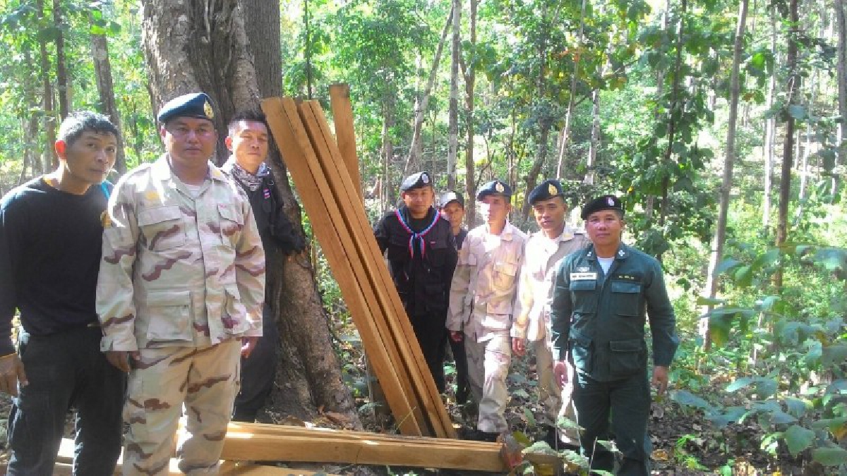 ทหารพรานลุยจับพ่อค้าไม้เถื่อน พบเบาะแสมีนักการเมืองท้องถิ่นและข้าราชการบางคนหนุนหลัง