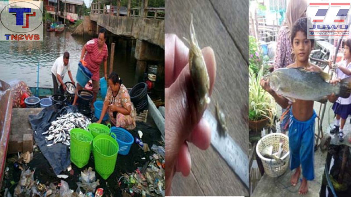 ประมงพื้นบ้านเฮ!? สัตว์น้ำแห่ผสมพันธุ์วางไข่เพียบ จับขายสร้างรายได้มหาศาล ด้านกรมประมงฯชี้เครื่องมือผิดกฎหมายอาจทำสัตว์น้ำสูญพันธุ์ (คลิป)