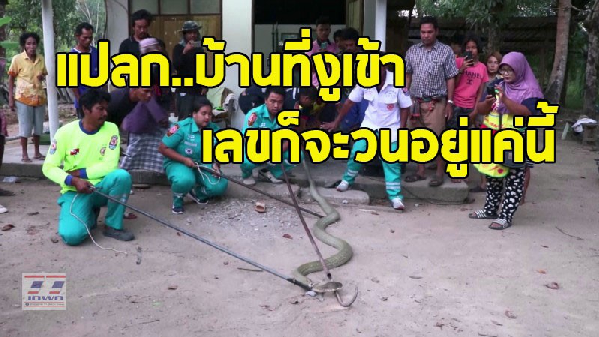 "โครตจงอาง ยาวกว่า 5 เมตร" บุกบ้าน ชาวบ้านนับร้อยแห่ดู ทุกสายตาตะลึงกับขนาดตัว อุทานเป็นเสียงเดียว"ไม่เคยเห็นใหญ่ขนาดนี้" (ชมคลิป)