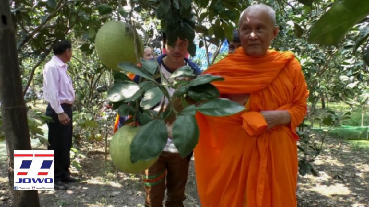สมุทรสงคราม ชาวสวนทำบุญสวนส้มโอ พร้อมมอบส้มโอให้กับผู้ที่มาร่วมงานเป็นที่ระลึกกลับบ้าน