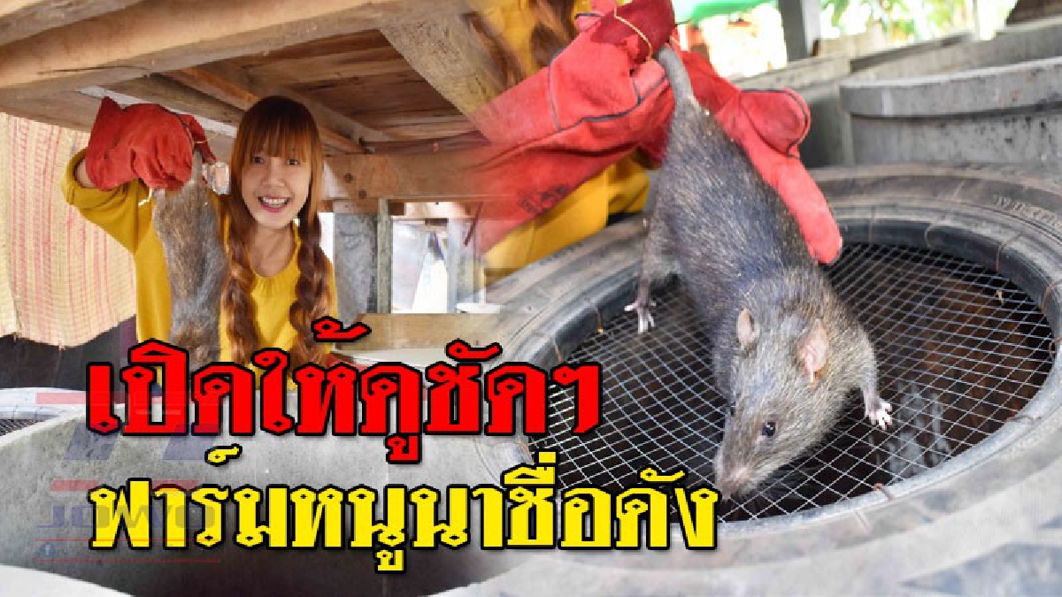 สุดกรี๊ด..อย่างนี้กินได้ใช่มั้ย !? เปิดให้เห็นชัดๆ ฟาร์มหนูนาชื่อดัง ขายพ่อพันธุ์-แม่พันธุ์ การันตีความสะอาด ตัวใหญ่ แถมเลี้ยงดูอย่างดี!?