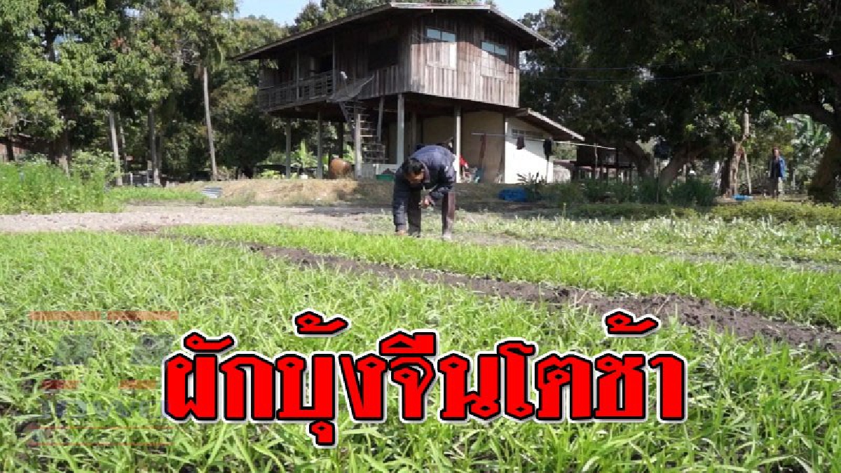 โดนผลกระทบเต็มๆ ! ผักบุ้งจีนเจริญเติบโตช้า เนื่องจากสภาพอากาศที่หนาวเย็นอย่างต่อเนื่อง