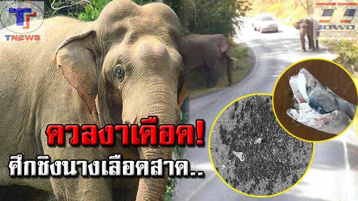 เปิดศึกชิงนางสนั่นป่า!! ช้างพลายอุทยานแห่งชาติเขาใหญ่ ชิงความเป็นจ่าโขลง มี "พังสาว" เป็นของกำนัน ดวลงาเดือด ลุ้นผลแพ้ชนะ!!? (ชมภาพ)