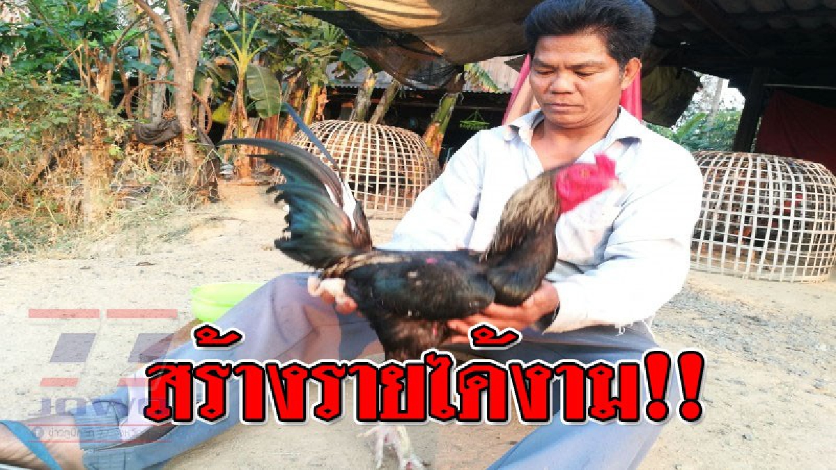 เส้นทางรวย ! “ก้องเกียรติ เกียรติ ร.ท.” อดีตนักมวยดัง เพาะไก่ชนขายสู้ภัยแล้ง โกยเงินเข้ากระเป๋าราคาไม่ธรรมดา ราคาดีถึงหลักหมื่น..!??