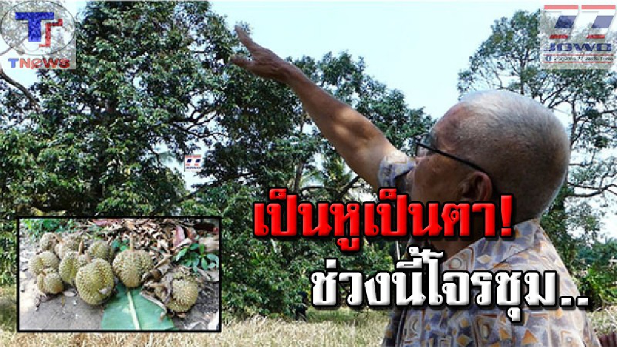 ทุเรียนราคาพุ่ง..!! โจรแสบตาวาว ย่องขโมยทุเรียน กล้วยหอมทอง ตัดหน้าเจ้าของสวนไม่กี่ชั่วโมง เตือน! ชาวสวนช่วยกันระวังโจร (มีคลิป)