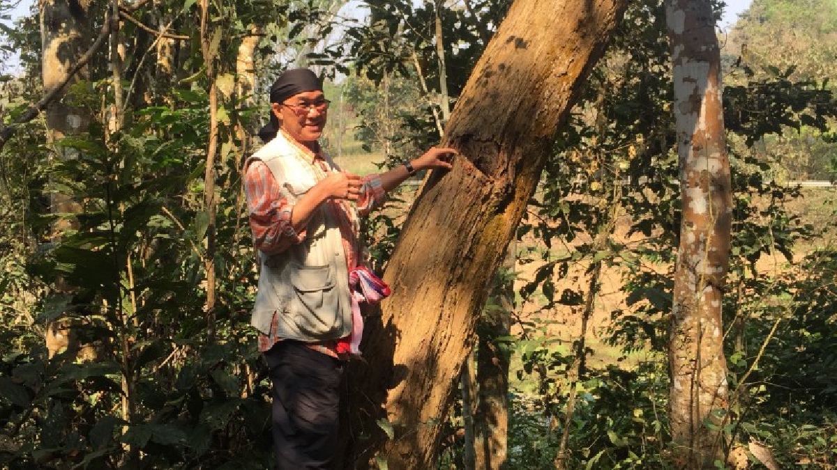 สุดทนขบวนการมอดไม้อ้างนักการเมืองท้องถิ่นจ้างตัดไม้พะยูงมูลค่า8ล้านบาท