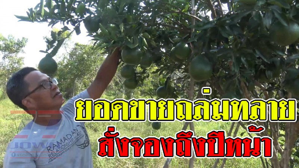 ปักหมุดของดี ! สวนส้มจุกคุ้งคลองวัว ได้รับรางวัลชนะเลิศ ในการประกวด “ส้มจุกจะนะ” งานของดีอำเภอจะนะปี 2560 ขณะนี้ออกผลผลิตลูกดกเต็มต้น