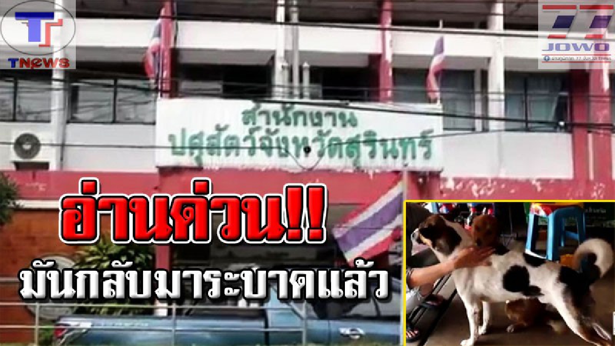 ชาวสุรินทร์ระวังตัว! ผวจ.ลงนามประกาศเป็น "พื้นที่ระบาดและเฝ้าระวังโรคพิษสุนัข์บ้า" ห้ามเคลื่อนย้ายสุนัข แมว หรือซากสัตว์ออกนอกพื้นทึ่ (คลิป)