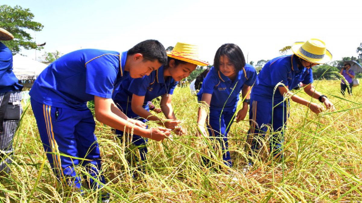 ตรัง..!! นำนร.ออกปากเก็บข้าว สืบสานวัฒนธรรมดั้งเดิม การทำนา เกี่ยวข้าว ของชาวนาหมื่นศรี เพื่อนำไปเป็นอาหารกลางวันให้กับนร. โรงเรียนไทรงาม