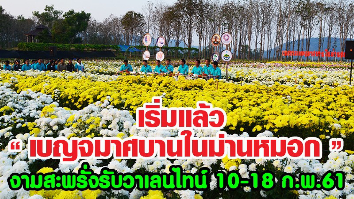 เริ่มแล้ว!! &ldquo;เบญจมาศบานในม่านหมอก&rdquo; งามสะพรั่งรับวาเลนไทน์ 10-18 ก.พ.61  (ชมคลิป)