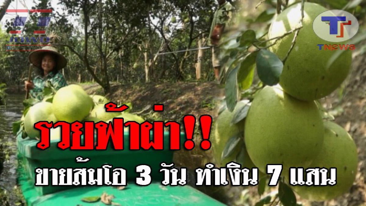 อ่านด่วน..รวยเปรี้ยง ! ชาวสวนส้มโอ พายเรือล่องตัดส้มโอ ขนถ่ายผลผลิตจากสวน ออกมาจำหน่าย แทบไม่น่าเชื่อ 3 วัน คาดสร้างรายได้ถึง 7 แสนบาท!?