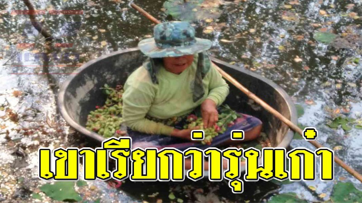 สุดยอดมากยาย ! ใครเห็นก็ต้องทึ่งกับความสามารถของ คุณยายโคราช ที่ใช้กะละมังลอยน้ำขึ้นเก็บมะขามเทศขาย บอกเลยวัยรุ่นยังต้องอาย!??