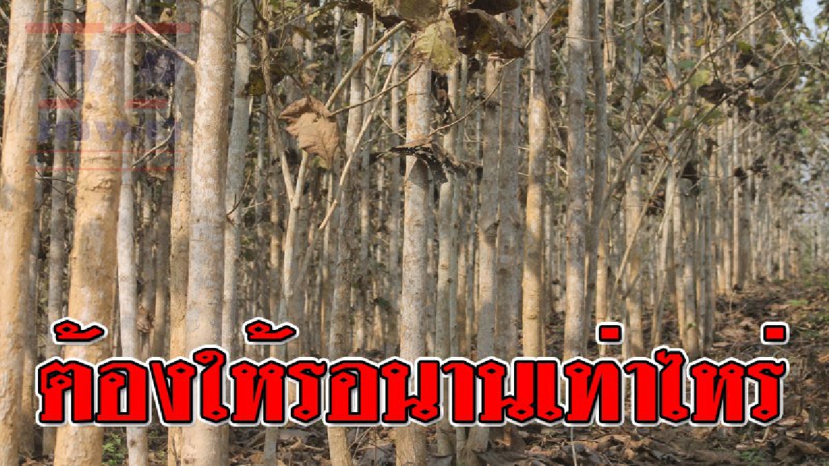 เหมือนจะไม่มีหวัง !? จะให้รออีกนานมั้ย ชาวบ้านปางมะโอสุดทน ส่งเสริมปลูกไม้สักจนอายุกว่า 20 ปี ไม่ให้ตัด (ชมคลิป)